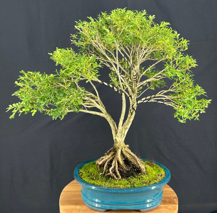 Dwarf English Boxwood Bonsai Tree-Exposed Roots-(buxus semperuirens)