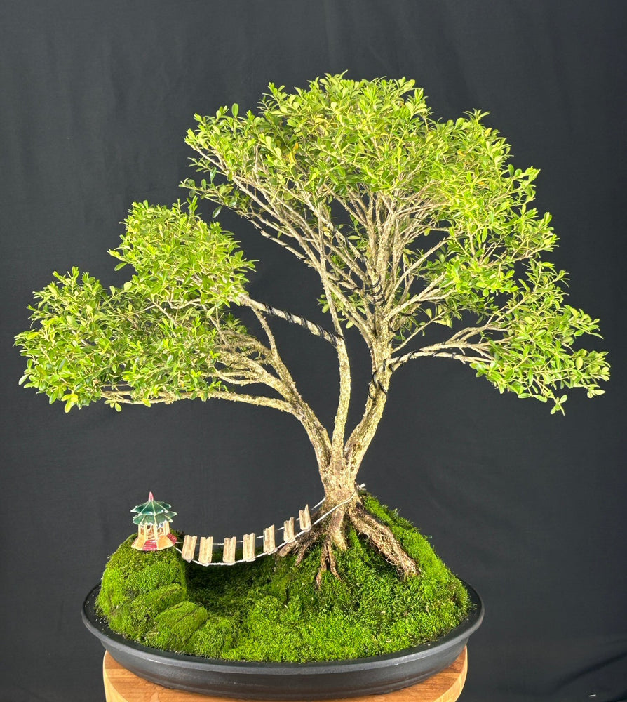 Dwarf English Boxwood Bonsai Tree-Exposed Roots-(buxus semperuirens)