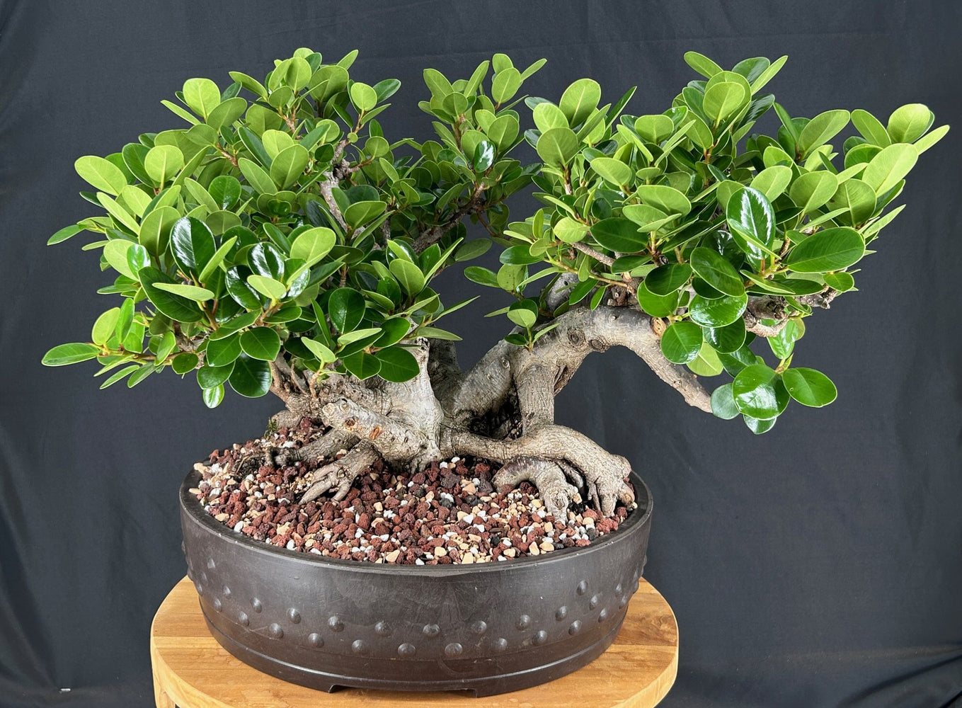 Green Island Ficus Bonsai Tree-(ficus microcarpa)