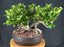 Green Island Ficus Bonsai Tree-(ficus microcarpa)