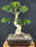 Flowering Ligustrum Bonsai Tree-Curved Trunk & Exposed Roots-(ligustrum lucidum)