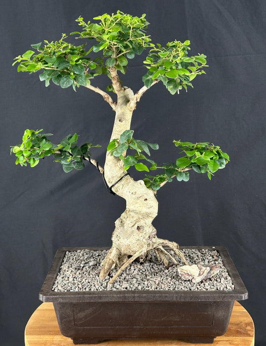 Flowering Ligustrum Bonsai Tree-Curved Trunk & Exposed Roots-(ligustrum lucidum)
