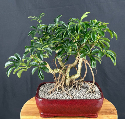 Hawaiian Umbrella Bonsai Tree-Banyan Roots-(arboricola schefflera)