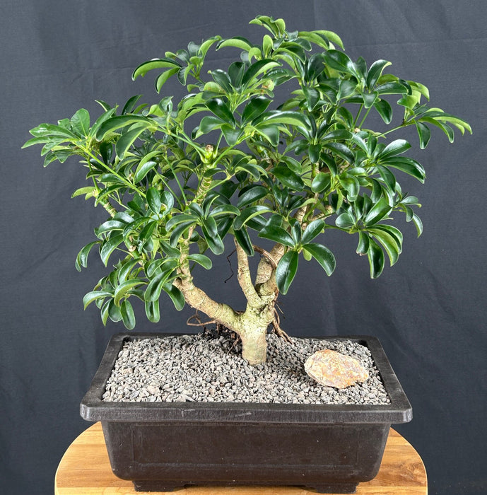 Hawaiian Umbrella Bonsai Tree-Exposed Roots-(arboricola schefflera)