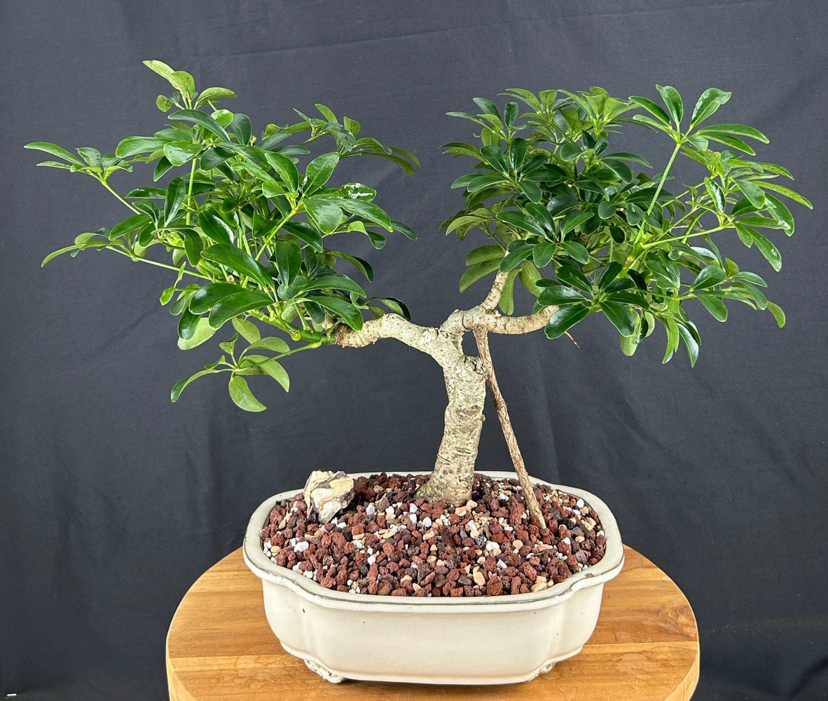 Trained Hawaiian Umbrella Bonsai Tree-(arboricola schefflera)