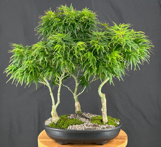 Japanese Green Maple Bonsai Tree-Three Tree Forrest Group-(acer palmatum 'Mikawa Yatsubusa')