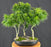 Japanese Green Maple Bonsai Tree-Three Tree Forrest Group-(acer palmatum 'Mikawa Yatsubusa')