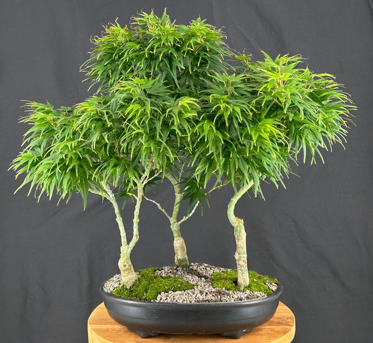 Japanese Green Maple Bonsai Tree-Three Tree Forrest Group-(acer palmatum 'Mikawa Yatsubusa')