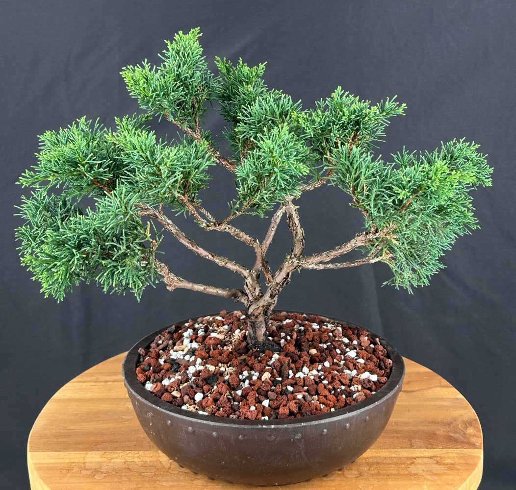 Trained Shimpaku Juniper Bonsai Tree-(juniper chinensis 'shimpaku')