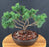 Trained Shimpaku Juniper Bonsai Tree-(juniper chinensis 'shimpaku')