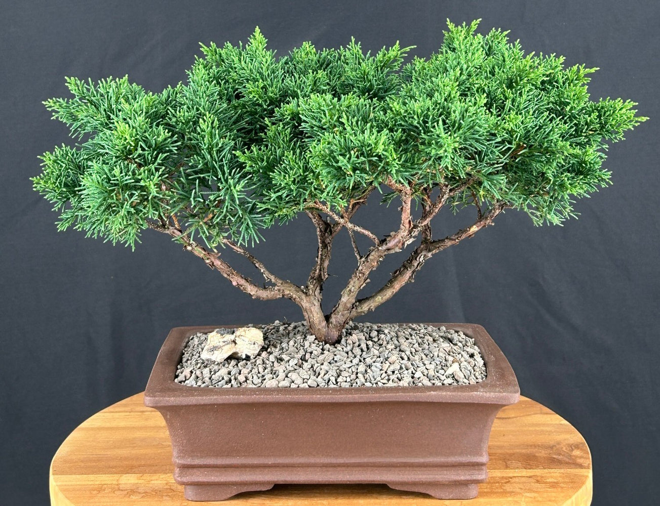 Trained Shimpaku Juniper Bonsai Tree-(juniper chinensis 'shimpaku')