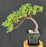 Juniper Bonsai Tree - Trained -(juniper procumbens nana)