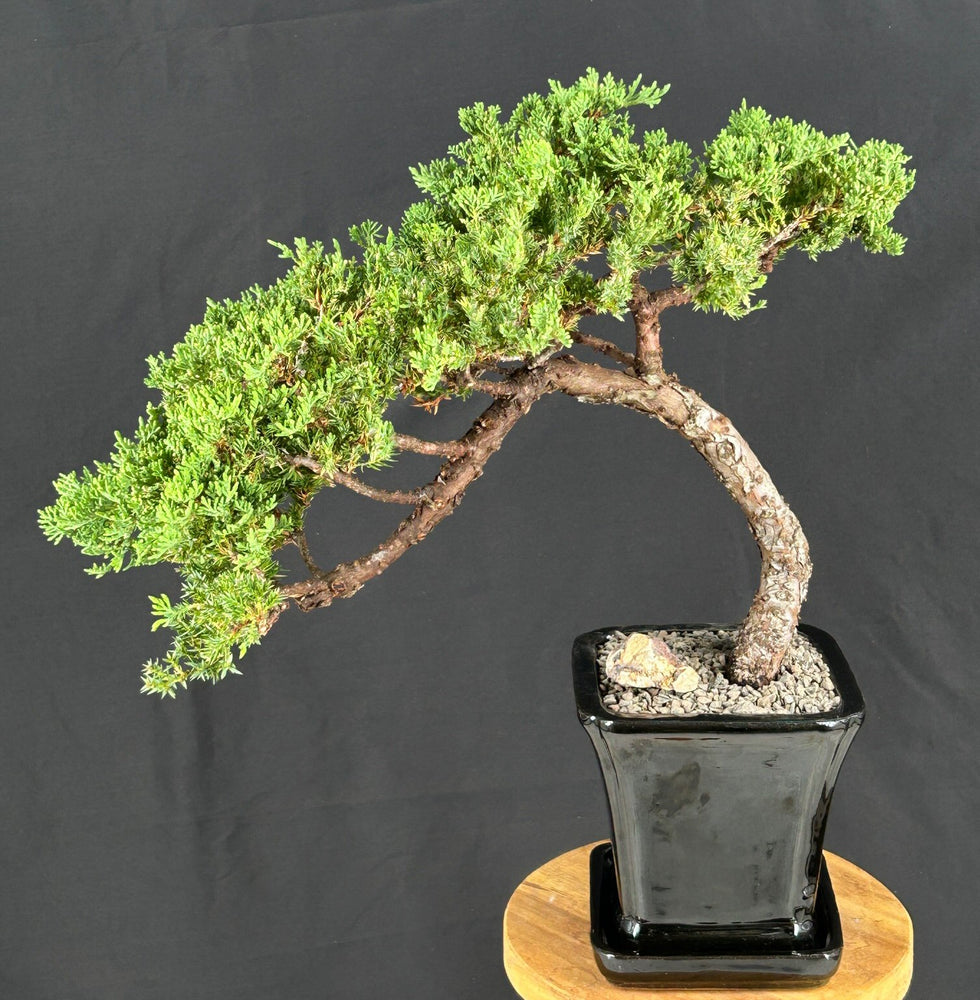 Juniper Bonsai Tree - Trained -(juniper procumbens nana)