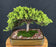 Juniper Bonsai Tree - Trained -(juniper procumbens nana)