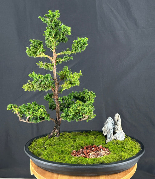 Trained Cryptomeria Bonsai Tree-(japonica - tansu)