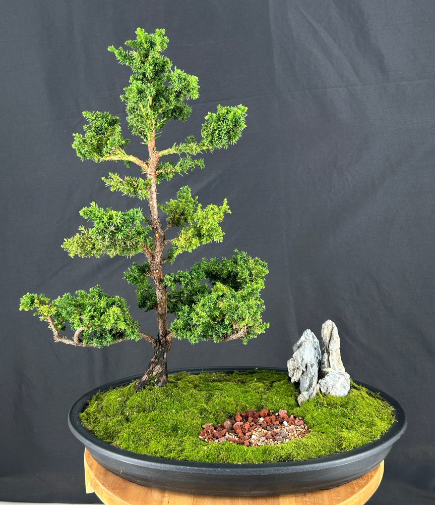 Trained Cryptomeria Bonsai Tree-(japonica - tansu)