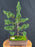 Trained Shimpaku Juniper Bonsai Tree-(juniper chinensis 'shimpaku')