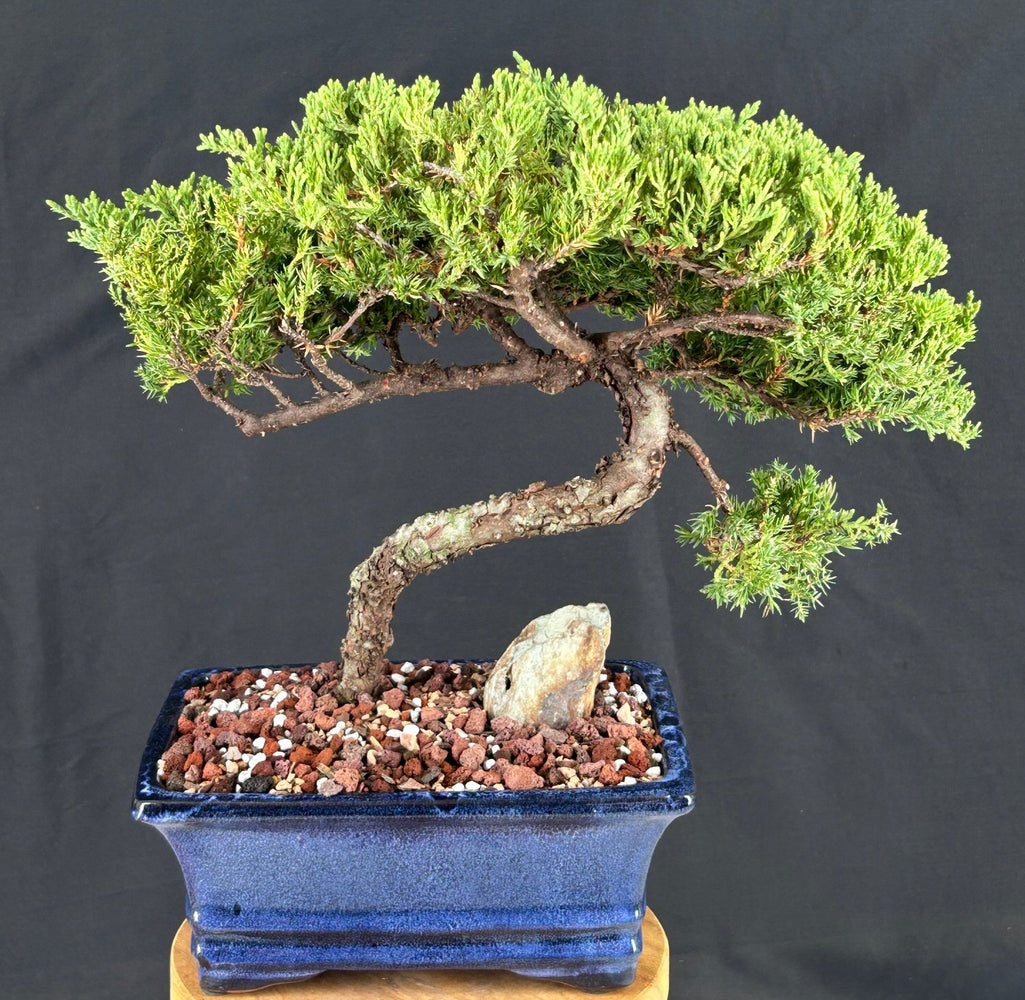Juniper Bonsai Tree - Trained -(juniper procumbens nana)
