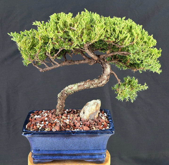 Juniper Bonsai Tree - Trained -(juniper procumbens nana)