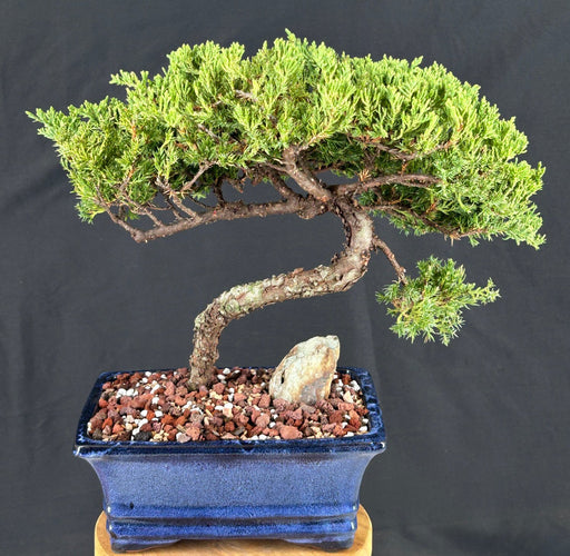 Juniper Bonsai Tree - Trained -(juniper procumbens nana)