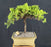 Juniper Bonsai Tree - Trained -(juniper procumbens nana)