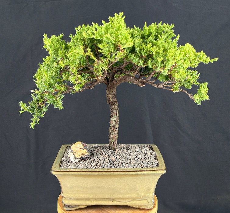 Juniper Bonsai Tree - Trained -(juniper procumbens nana)