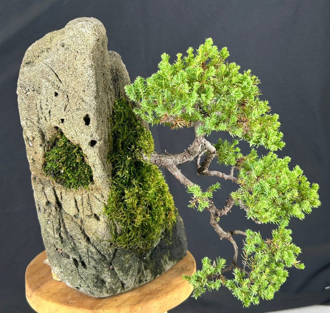 Cascading Juniper Bonsai Tree-(juniper procumbens nana)