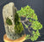 Cascading Juniper Bonsai Tree-(juniper procumbens nana)