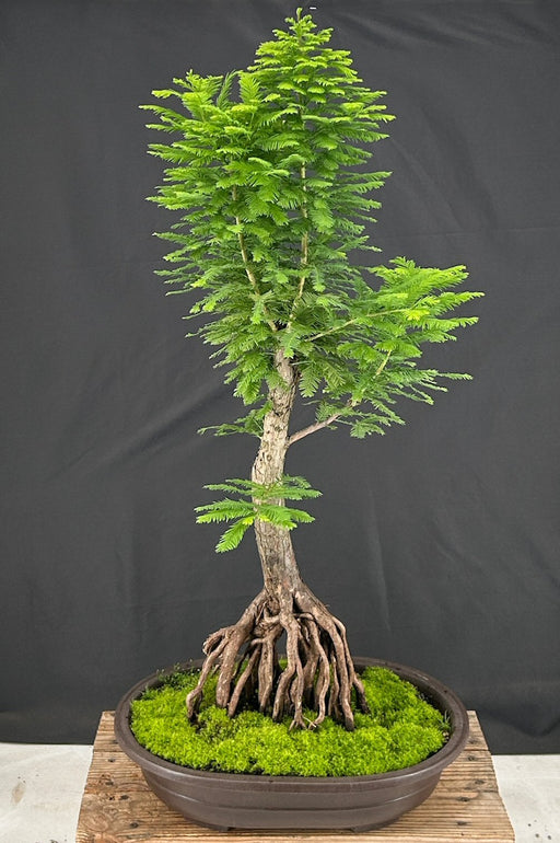 Dwarf Bald Cypress Bonsai Tree-Exposed Roots-( Taxodium distichum 'Peve Minaret')-<i/>