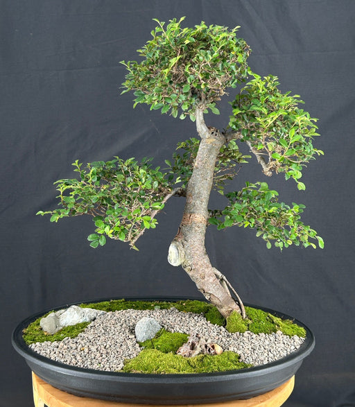 Trained Chinese Elm Bonsai Tree-(ulmus parvifolia)