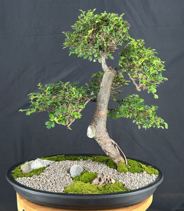 Trained Chinese Elm Bonsai Tree-(ulmus parvifolia)
