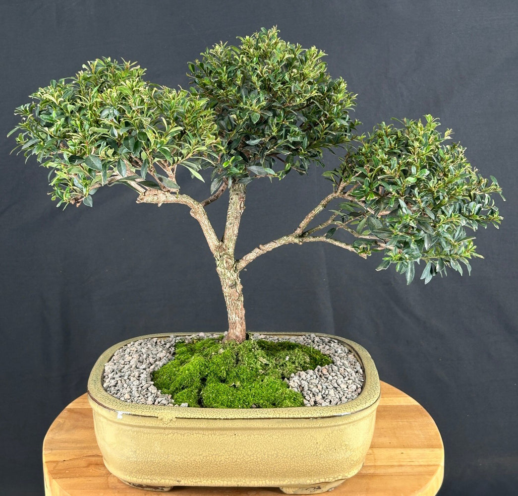 Trained Flowering Brush Cherry Bonsai Tree- (eugenia myrtifolia)