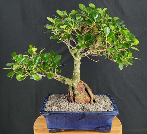 Green Island Ficus Bonsai Tree-(ficus microcarpa)