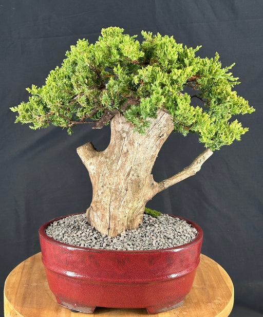 Juniper Bonsai Tree - Phoenix Graft-(juniper procumbens nana)