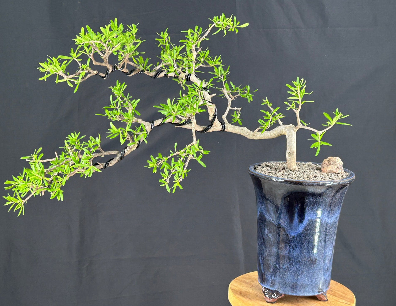 Flowering Swamp Privet Bonsai Tree-(Forestiera acuminata)