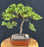 Juniper Bonsai Tree - Trained -(juniper procumbens nana)