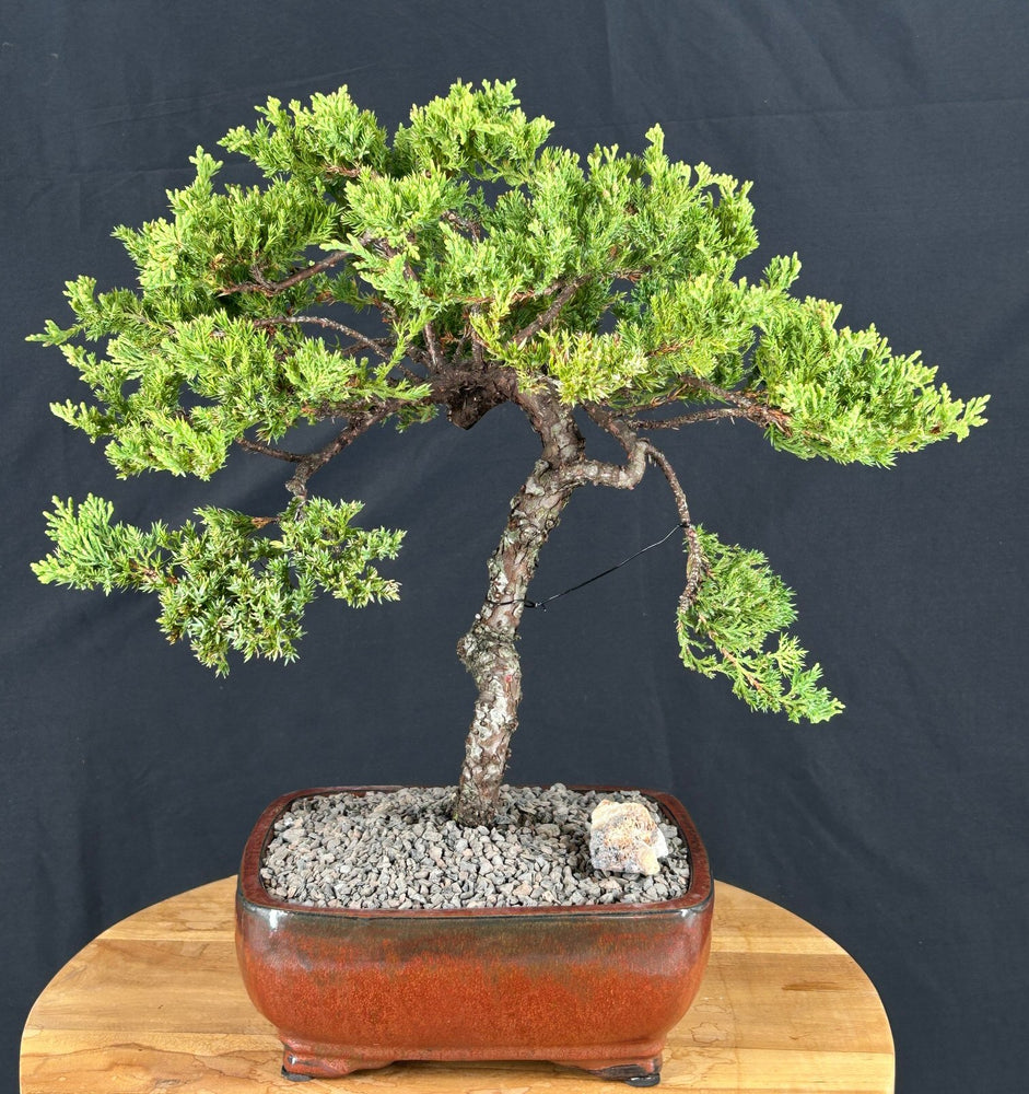 Juniper Bonsai Tree - Trained -(juniper procumbens nana)