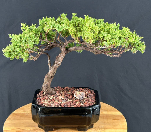Juniper Bonsai Tree - Trained -(juniper procumbens nana)