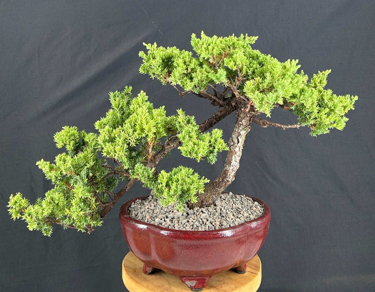 Juniper Bonsai Tree - Trained -(juniper procumbens nana)