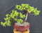 Juniper Bonsai Tree - Trained -(juniper procumbens nana)