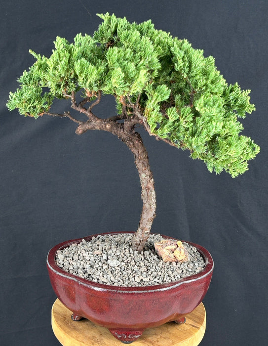 Juniper Bonsai Tree - Trained -(juniper procumbens nana)