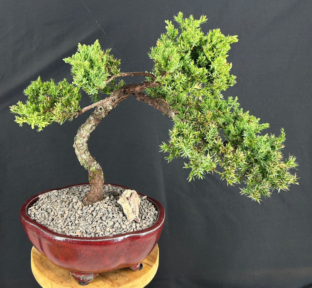Juniper Bonsai Tree - Trained -(juniper procumbens nana)