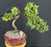 Juniper Bonsai Tree - Trained -(juniper procumbens nana)