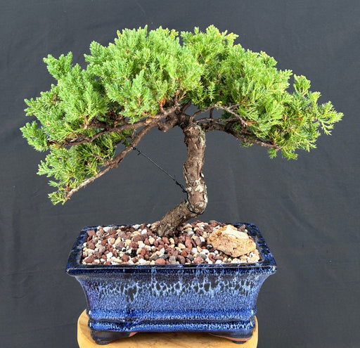 Juniper Bonsai Tree - Trained -(juniper procumbens nana)