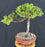 Juniper Bonsai Tree - Trained -(juniper procumbens nana)