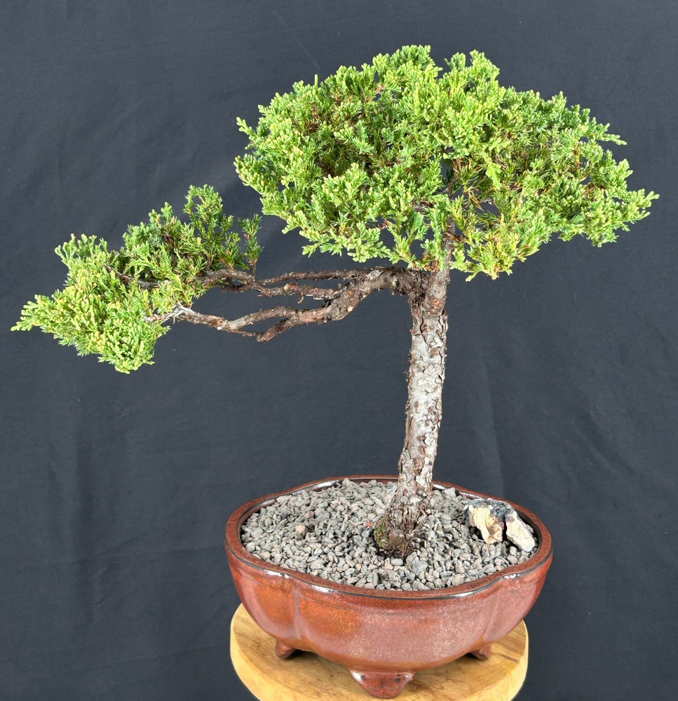 Juniper Bonsai Tree - Trained -(juniper procumbens nana)