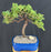 Juniper Bonsai Tree - Trained -(juniper procumbens nana)