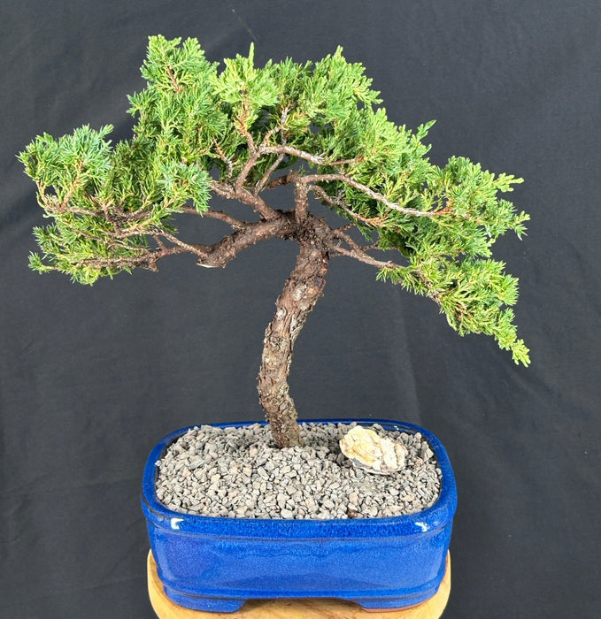 Juniper Bonsai Tree - Trained -(juniper procumbens nana)