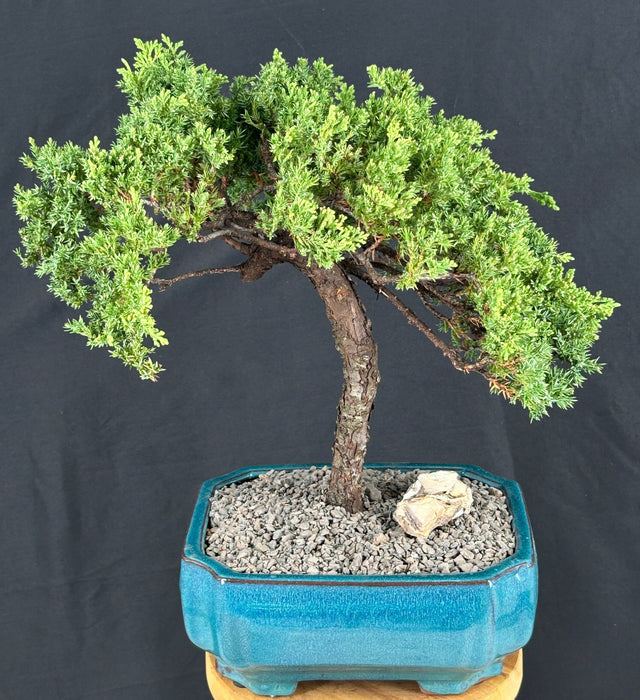 Juniper Bonsai Tree - Trained -(juniper procumbens nana)