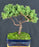 Juniper Bonsai Tree - Trained -(juniper procumbens nana)